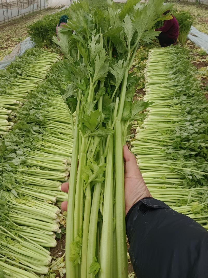 河南芹菜，西芹，法国皇后芹菜，大量供应商超电商市场加工厂