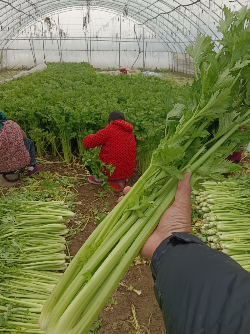河南芹菜，西芹，法国皇后芹菜，大量供应商超电商市场加工厂