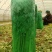河南芹菜，西芹，法国皇后芹菜，大量供应商超电商市场加工厂