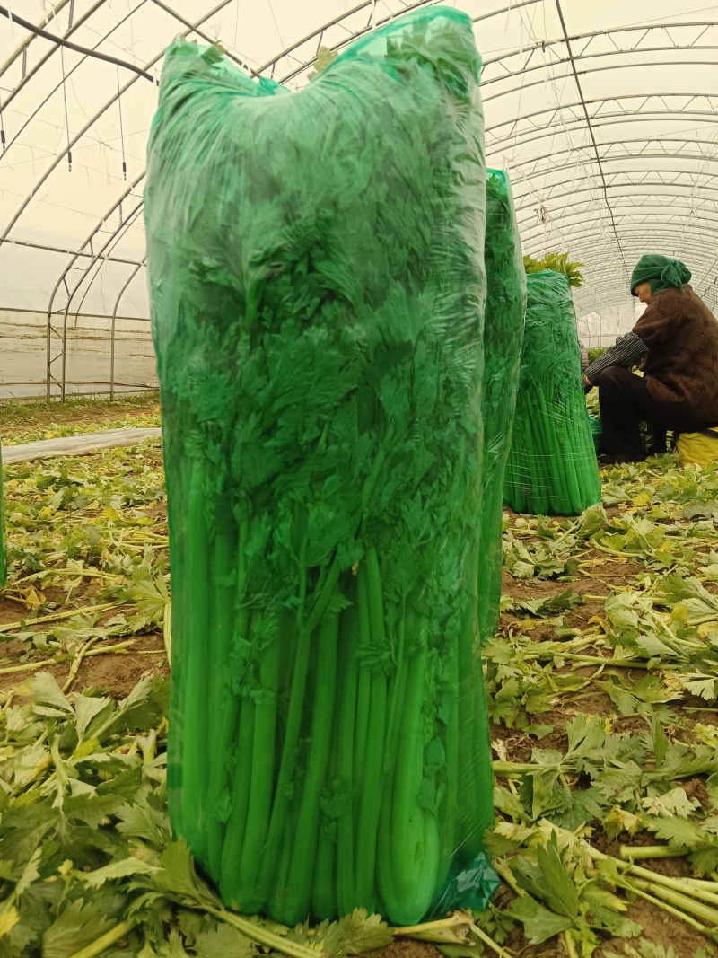 河南芹菜，西芹，法国皇后芹菜，大量供应商超电商市场加工厂
