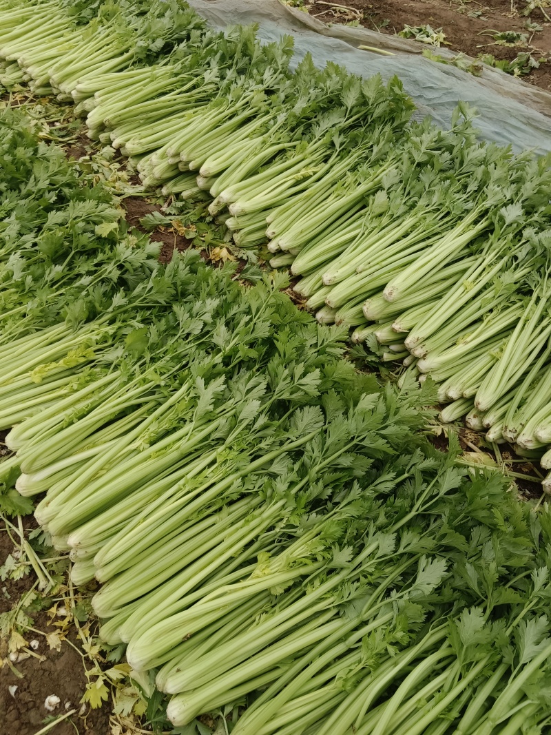 河南芹菜，西芹，法国皇后芹菜，大量供应商超电商市场加工厂