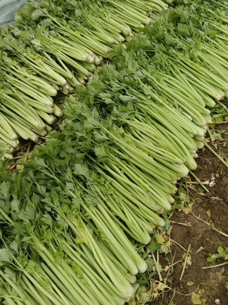 河南芹菜，西芹，法国皇后芹菜，大量供应商超电商市场加工厂