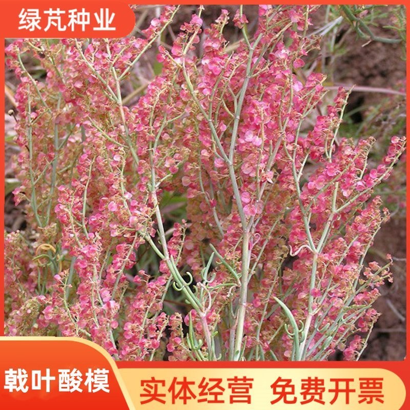 戟叶酸模种子茎多分枝老技木质叶簇生生长海拔高或沟