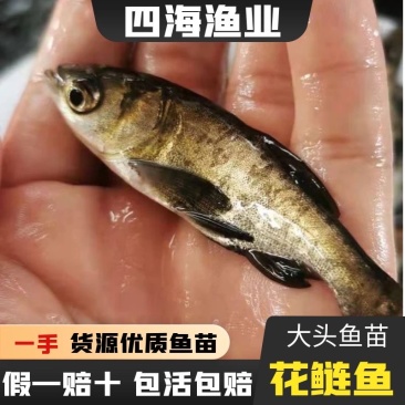 大头鱼苗花鲢苗鳙鱼苗