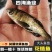 大头鱼苗花鲢苗鳙鱼苗