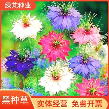 花种子花四季开花室内外易种阳台盆栽庭院七彩花卉黑种草种籽
