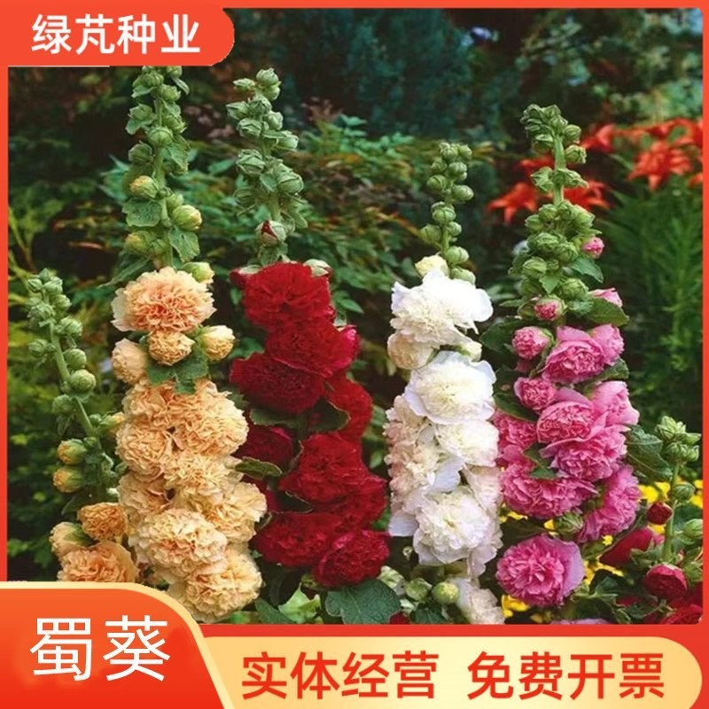 四季开花不断易活花种籽室外植物一丈红好养盆栽花籽重瓣蜀葵