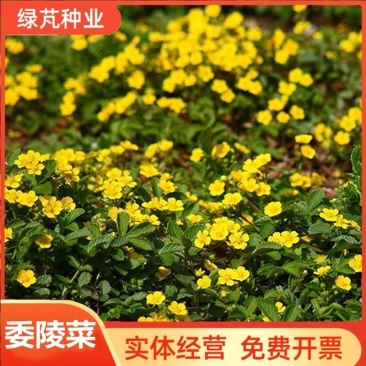 委陵菜花种子委菱菜籽