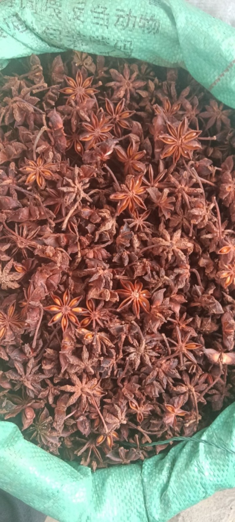屏边的老树八角