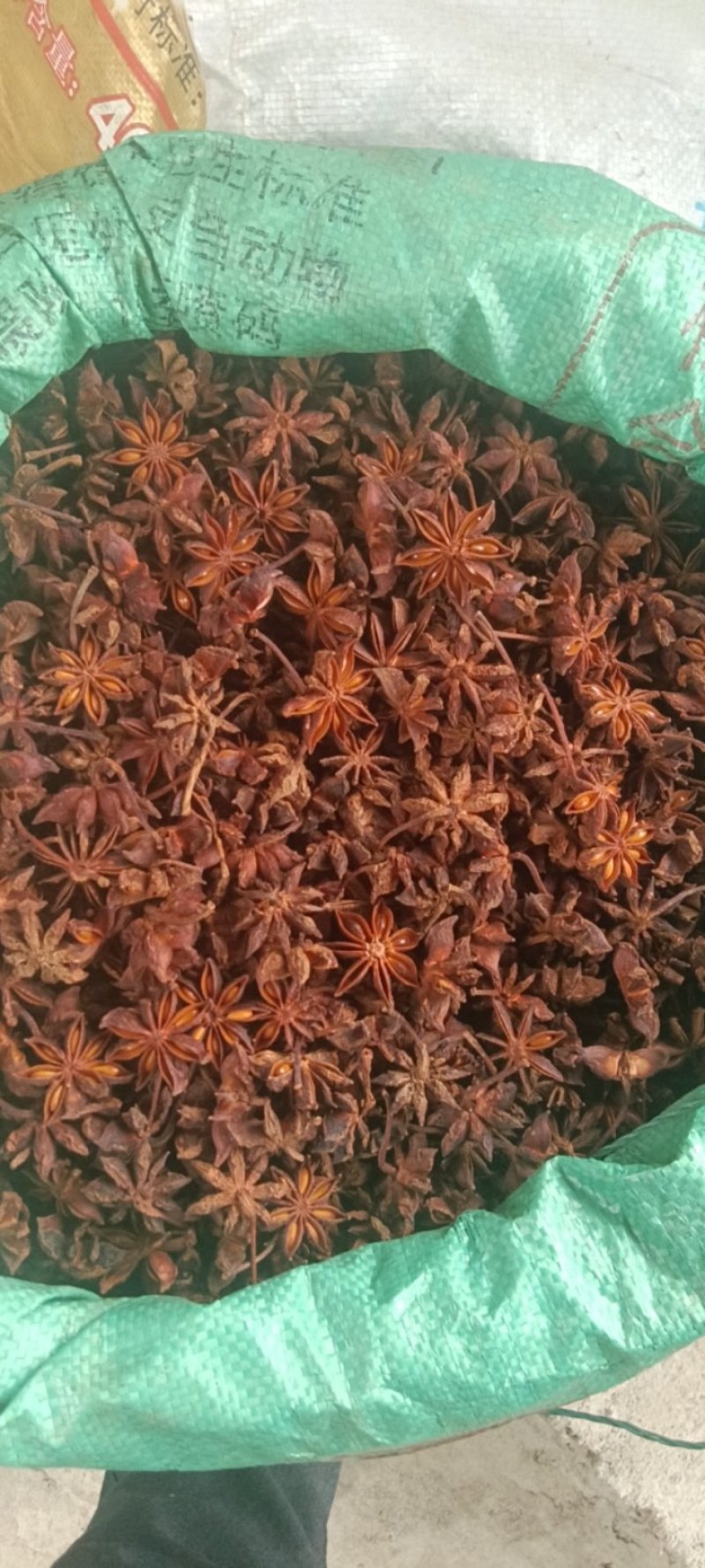屏边的老树八角