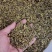 铁皮石斛剪口边角料