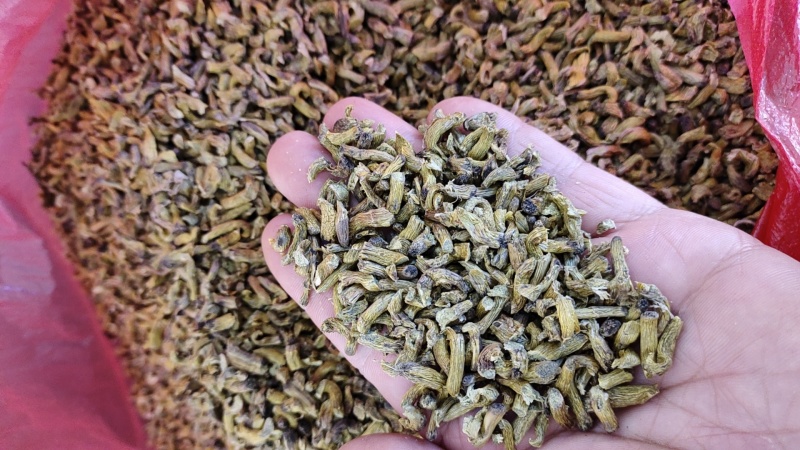 铁皮石斛剪口边角料