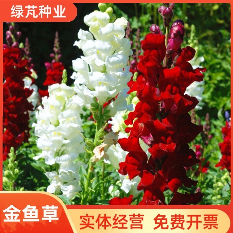 金鱼草种子花种子狮子花草四季阳台盆栽景观绿化花海种子草花