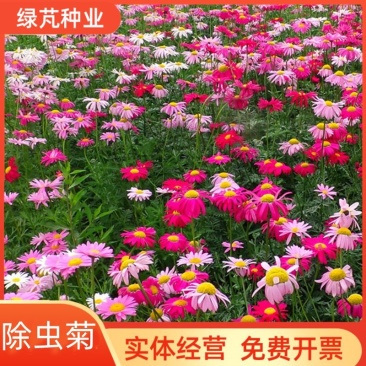 除虫菊种子多年生耐寒植物驱蚊盆栽阳台公园庭院春季四季
