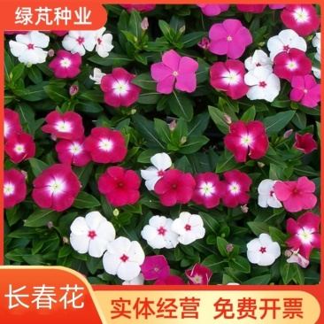 长春花种子日日春五瓣梅花卉种子四季开花耐旱易活阳台花籽盆