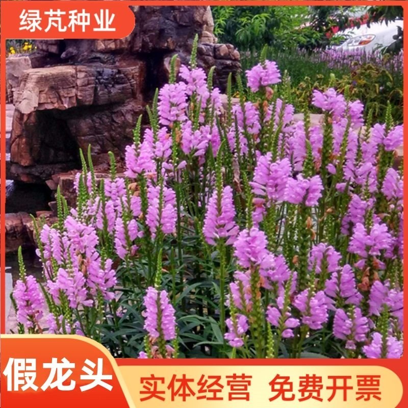 假龙头种子景观绿化花卉种子露地被植物花坛摄影花籽开