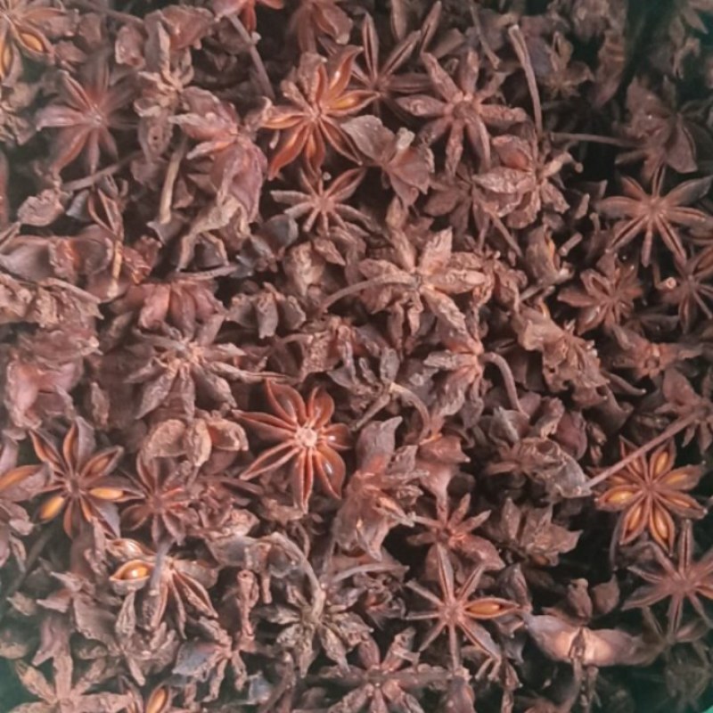 屏边的老树八角
