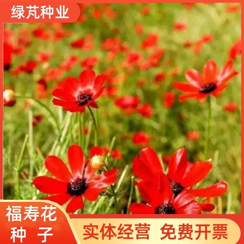 福寿花花卉种子阳台庭院种植花种子四季易种植花籽