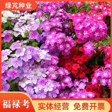 福禄考种子芝樱种子地被花卉景观花海工程美观花多年生宿根