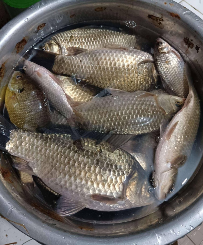 大鲫鱼