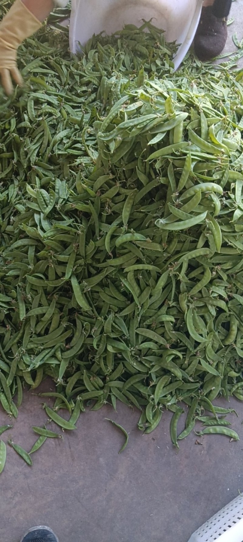 云南荷兰豆豌豆雪豆品质**保证致电有优惠