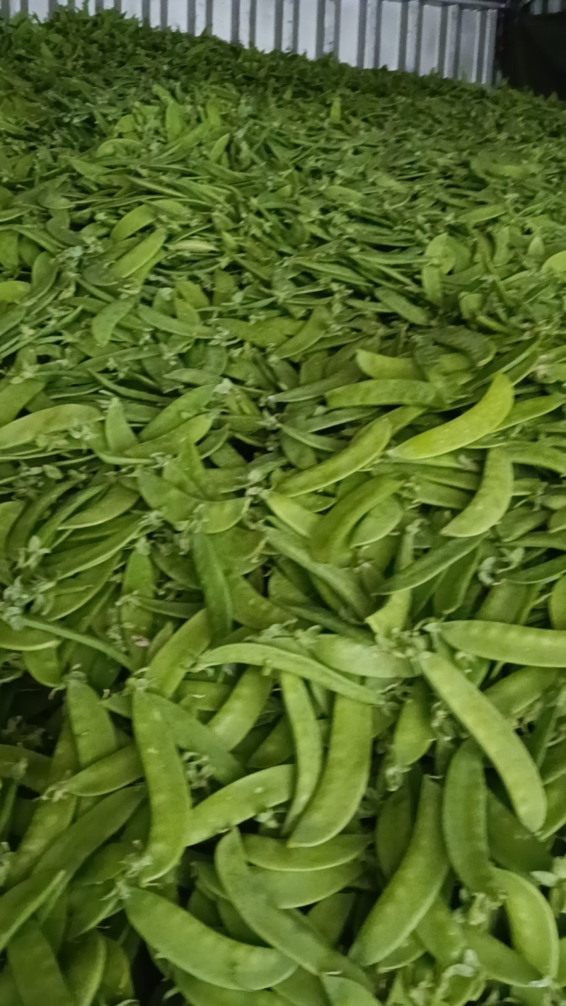 云南荷兰豆豌豆雪豆品质**保证致电有优惠