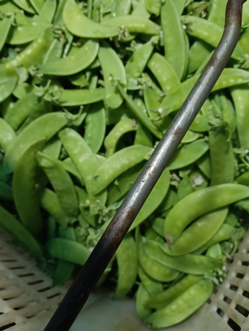 云南荷兰豆豌豆雪豆品质**保证致电有优惠