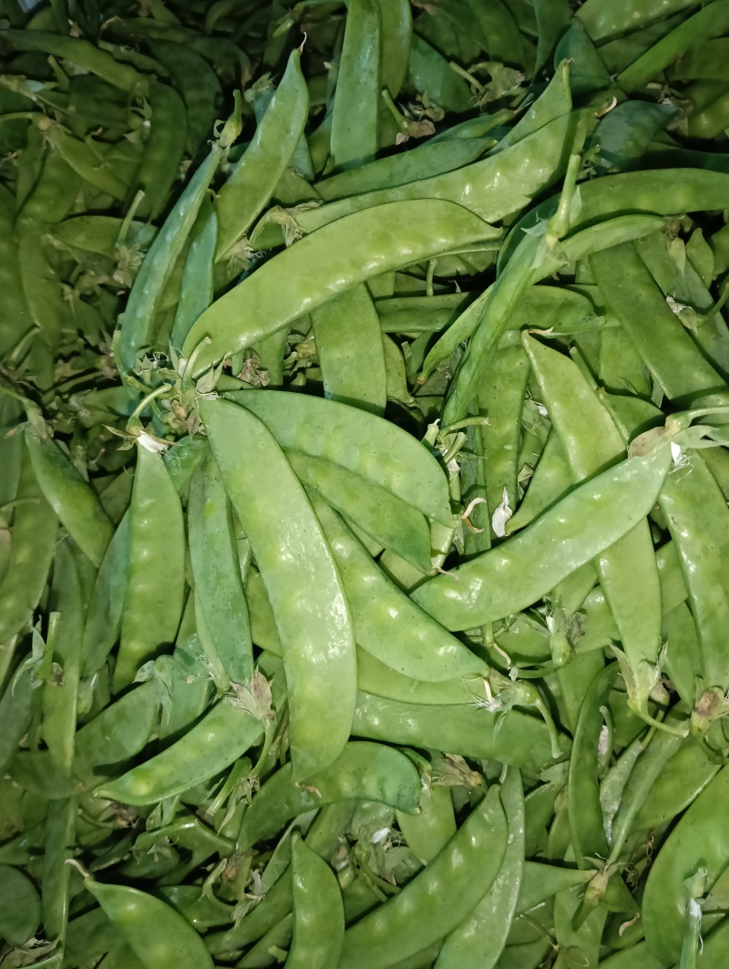 云南荷兰豆豌豆雪豆品质**保证致电有优惠