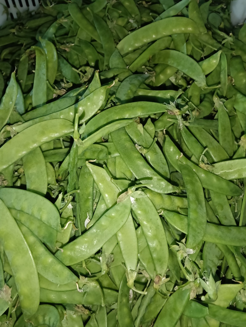 云南荷兰豆豌豆雪豆品质**保证致电有优惠