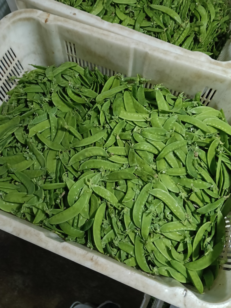 云南荷兰豆豌豆雪豆品质**保证致电有优惠