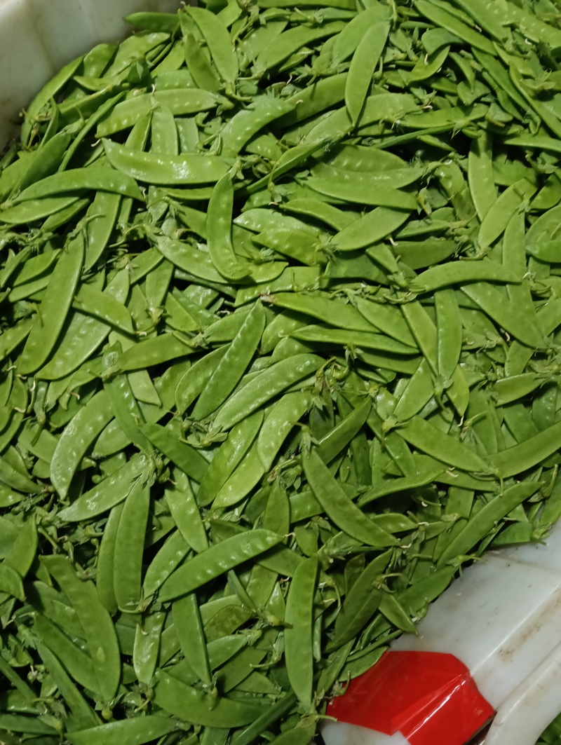 云南荷兰豆豌豆雪豆品质**保证致电有优惠