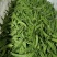 云南荷兰豆豌豆雪豆品质**保证致电有优惠
