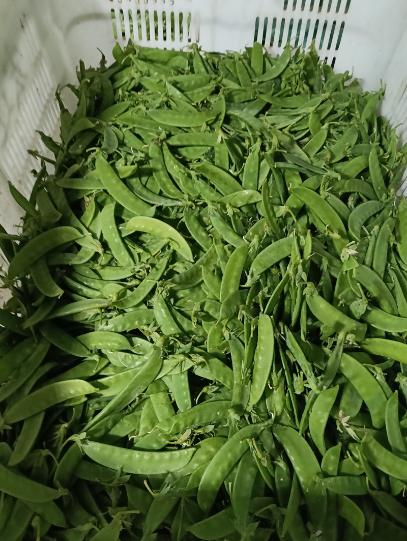 云南荷兰豆豌豆雪豆品质**保证致电有优惠