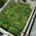 云南荷兰豆豌豆雪豆品质**保证致电有优惠
