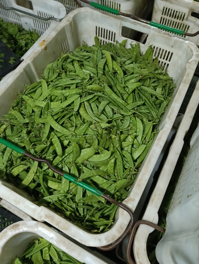 云南荷兰豆豌豆雪豆品质**保证致电有优惠
