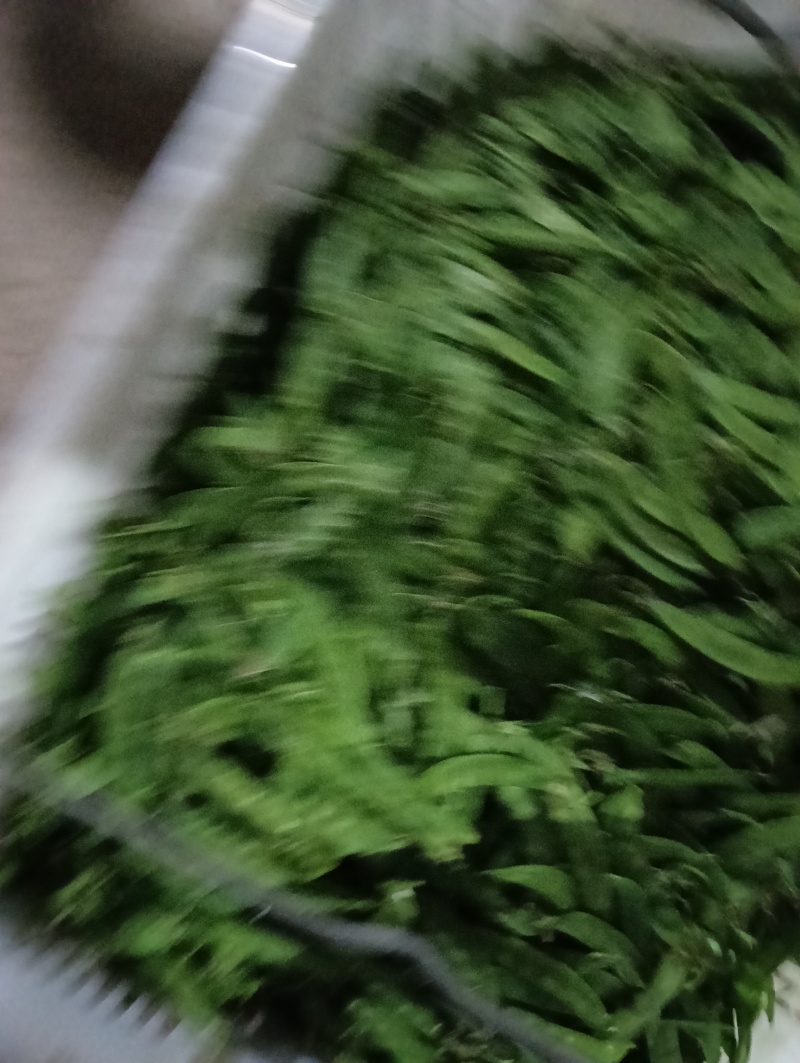 云南荷兰豆豌豆雪豆品质**保证致电有优惠