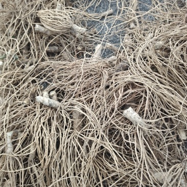 广西钦州浦北野生干货地胆头，我只卖好品质。