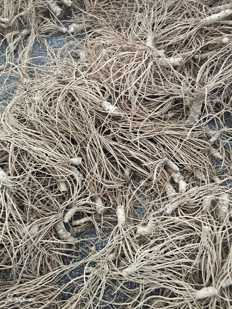 广西钦州浦北野生干货地胆头，我只卖好品质。