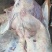国产鲜牛肉，剔骨全牛肉，纯干无水清真屠宰，现杀现发