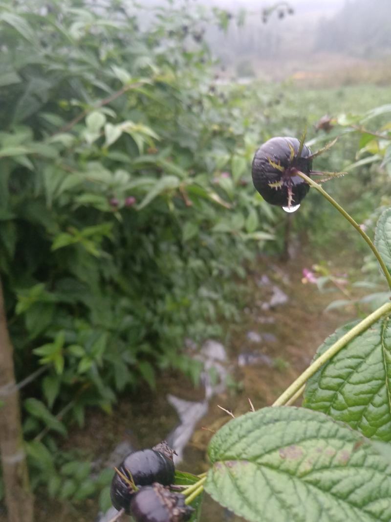 【推荐】云南特产水果红参果，诚信为本品质保证，欢迎采购
