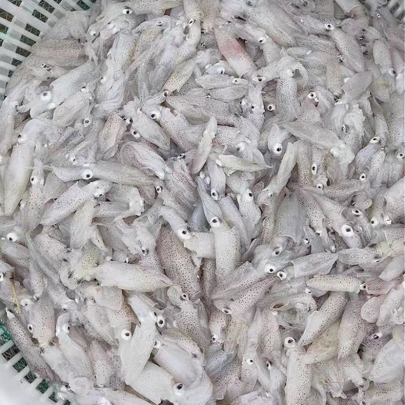 海兔水兔笔管籽乌冰鲜冷冻海猫新鲜冷冻海鲜水产批发