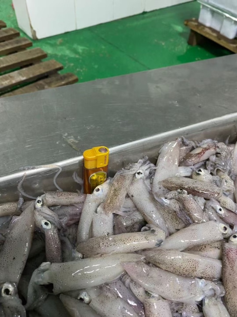 海兔水兔笔管籽乌冰鲜冷冻海猫新鲜冷冻海鲜水产批发