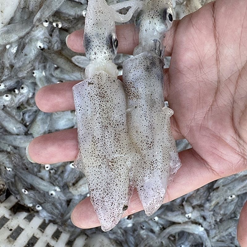 海兔水兔笔管籽乌冰鲜冷冻海猫新鲜冷冻海鲜水产批发
