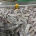 海兔水兔笔管籽乌冰鲜冷冻海猫新鲜冷冻海鲜水产批发