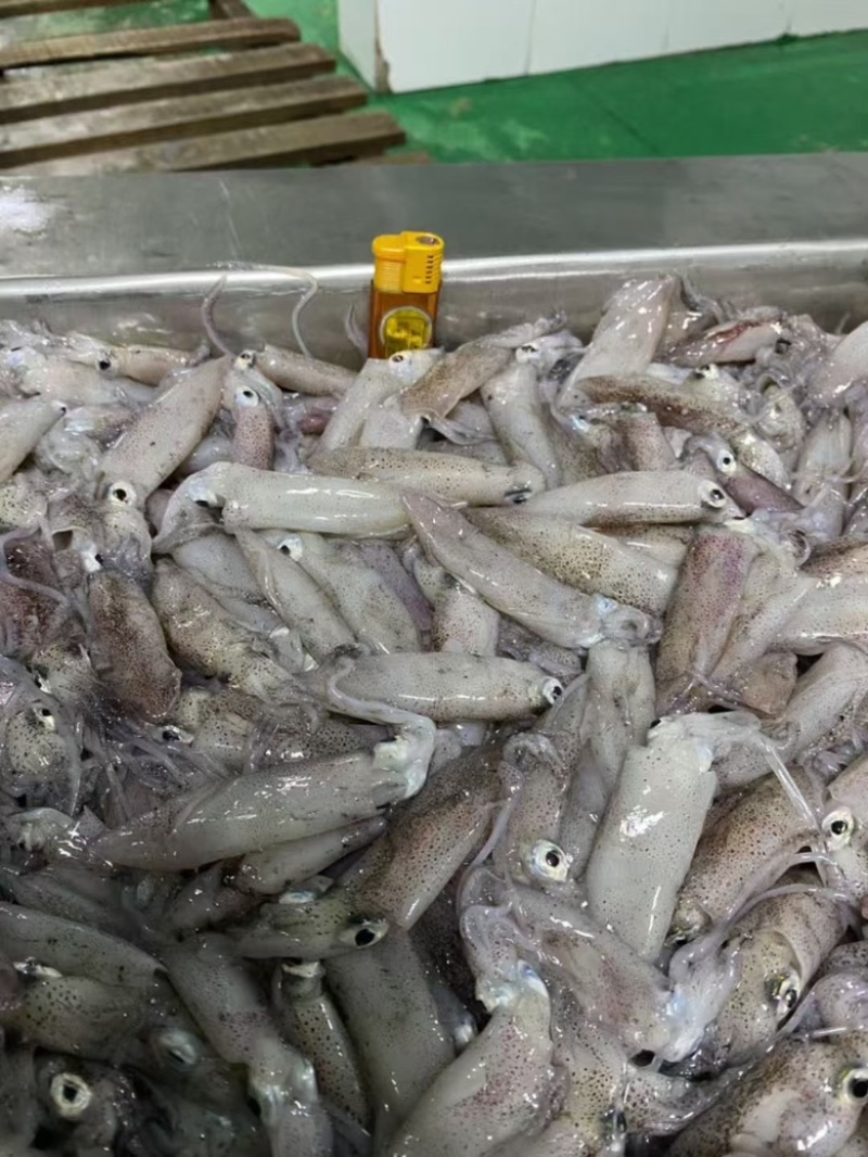 海兔水兔笔管籽乌冰鲜冷冻海猫新鲜冷冻海鲜水产批发
