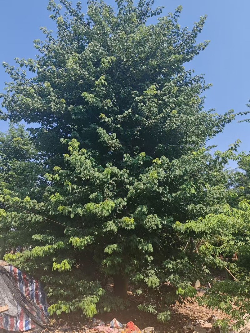 大腹木棉25-28-30-35各种规格齐全