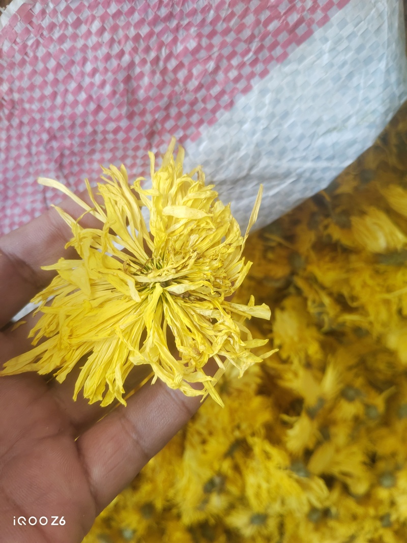 金丝皇菊