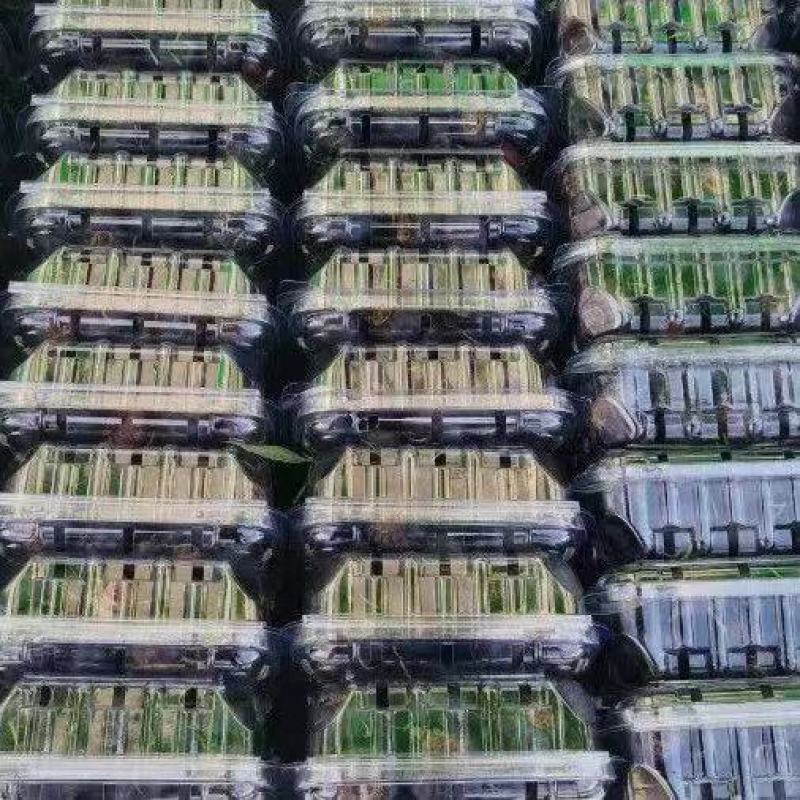 【推荐】云南特产水果红参果，诚信为本品质保证，欢迎采购