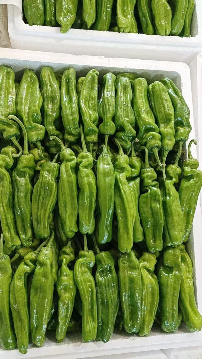【定向发货】芜湖椒供货量大价格合理电话详谈诚信合作