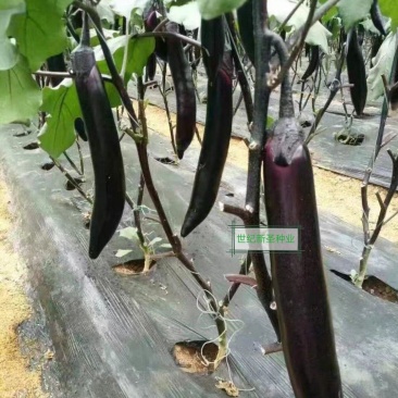 紫萼长茄种子早熟黑亮瓜条顺直抗病性强耐运输早春耐热